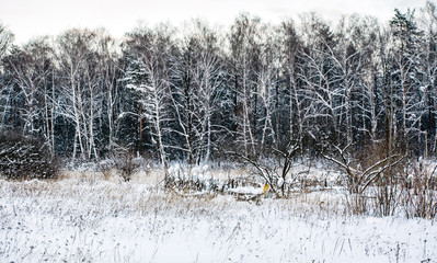 winter landscape