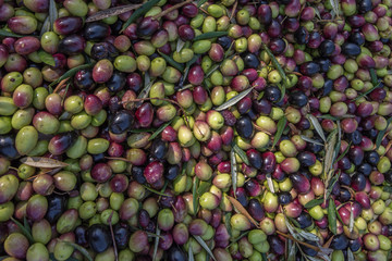 Fresh harvested olives