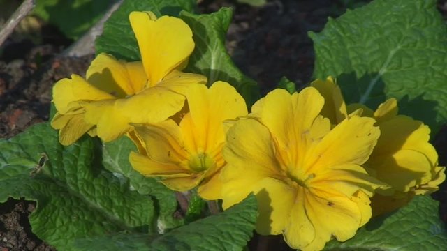 Gelbe Primeln im Fr&uuml;hling