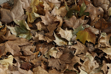 HOJAS DE ARBOL SECAS Y CAIDAS POR EL OTOÑO