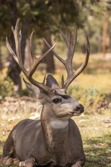 Mule Deer Buck
