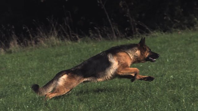 Domestic Dog, German Shepherd Dog, Adult running on Grass, Slow motion