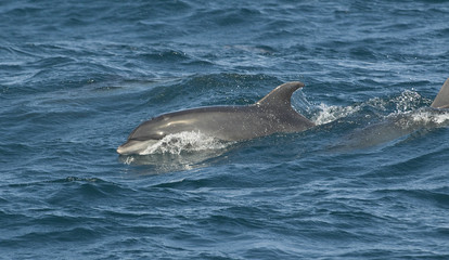 Bottlenose Dolphin, Galapagos