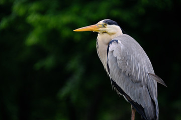 héron cendré oiseau échassier bec poisson mangeur bassin faro