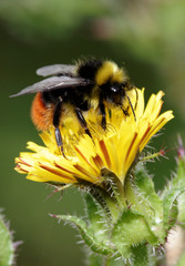 Bumblebee, Dumbledor, Dumbledore, Bombus