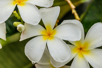 Frangipani, Plumeria on white background