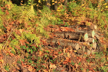 das vergessene Holz