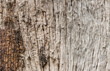 texture of bark wood use as natural background