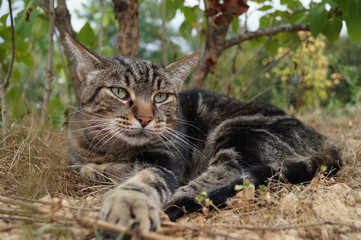 Chat