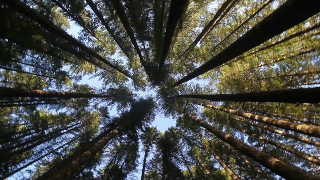 High definition 1080p movie of tall straight upright evergreen fir trees in circular motion in Oregon forest 1920x1080 hd
