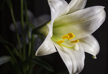 Easter Lily flower