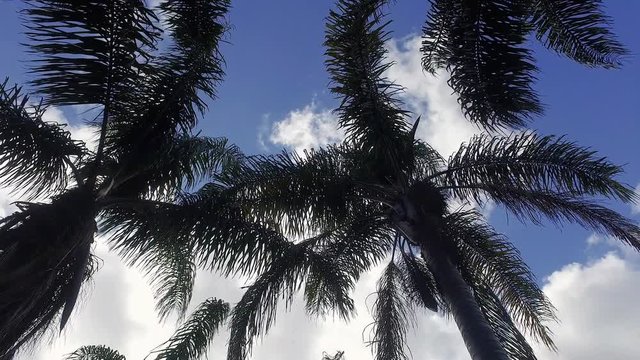 The leaves of palm trees covering the blue sky