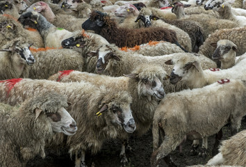 Sheep in a farmhouse