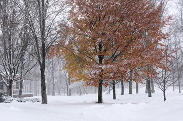Snowfall in the city streets