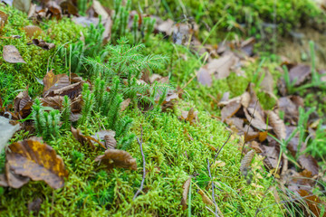 wood moss