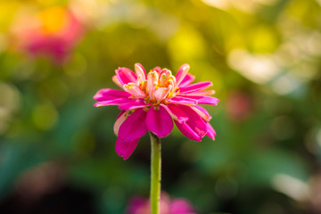 pink zinnia flower in bloom