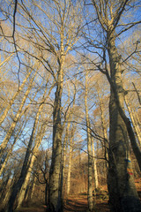 Fototapeta premium Passo di Forca d'acero in autunno, un bosco tra Lazio e Abruzzo. Alberi, rocce e mille colori della natura