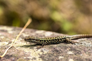 Lézard au soleil