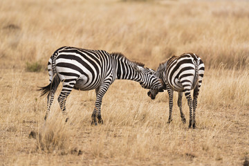 Naklejka na ściany i meble pair of zebras