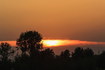 Russian trees at sunset