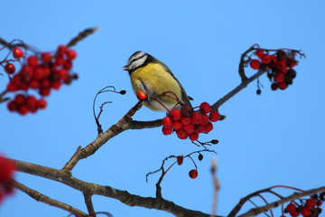 Eurasian blue tit (Cyanistes caeruleus) on rowan