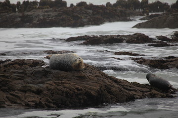 Seals Rookery in California State Route 1 
