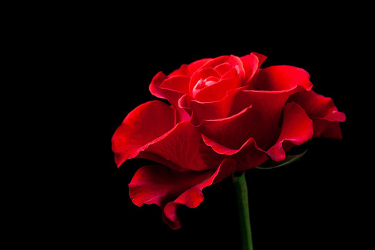Beautiful red rose on black background, floral wallpaper