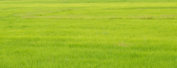 Obraz na płótnie Canvas Paddy jasmine rice field green background