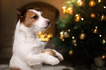 Jack Russell Terrier dog. Christmas season 2017, new year,