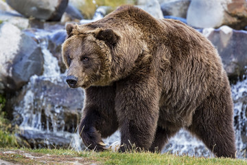 Obraz premium A large captive Grizzly Bear.