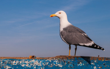 Möwe (Larus atlantis) im Hafen von Essaouira  Marokko © majonit