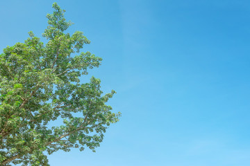 Tree leaves background sky for text input.