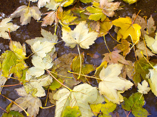 Wet autumn leaves in a puddle