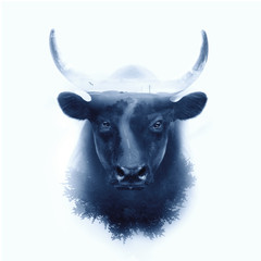 black camargue bull face portrait isolated on white background w