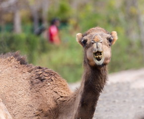 Obraz premium The ancient camel question is: One hump or two? Arabian camels, also known as dromedaries, have only one hump, but they employ it to great effect. The hump stores up to 80 pounds, 36 kilograms of fat
