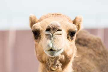 The ancient camel question is: One hump or two? Arabian camels, also known as dromedaries, have...