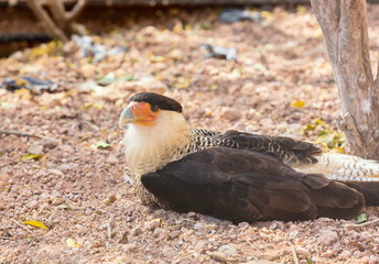 A tropical version of a vulture, the Crested Caracara reaches the United States only in Arizona, Texas, and Florida. It is a bird of open country, where it often is seen at carrion with vultures. 