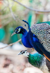 Fototapeta premium Commonly called the peacock. The Indian peafowl or blue peafowl, a large and brightly coloured bird, is a species of peafowl native to South Asia, but introduced in many other parts of the world.