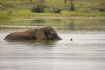 Fototapeta na wymiar Old Elephant Bull swimming in Lake Akagera