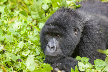 Female Gorilla in Rwanda