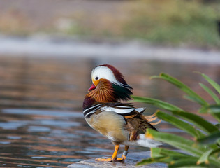 The mandarin duck is a perching duck species found in East Asia. It is medium-sized, at about fourteen inches  long. It is closely related to the North American wood duck, the only other member.