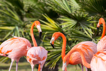 Flamingos or flamingoes are a type of wading bird. These shots were taken in Mexico where they can be seen wading and sifting through the water feeding on shrimps and other insects.