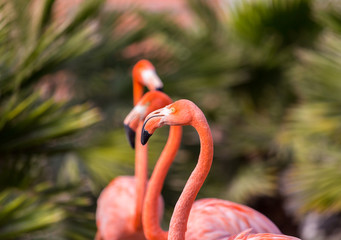 Flamingos or flamingoes are a type of wading bird. These shots were taken in Mexico where they can be seen wading and sifting through the water feeding on shrimps and other insects.