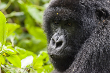 Female Gorilla Portrait