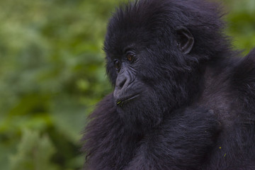 Junior Silverback Portrait