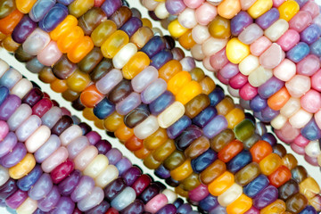 macro view of glass gem ears, unique variety of rainbow colored corn