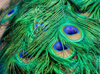 Commonly called the peacock. The Indian peafowl or blue peafowl, a large and brightly coloured bird, is a species of peafowl native to South Asia, but introduced in many other parts of the world.