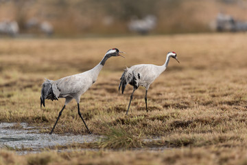 Common crane in a wetland at a stopover site