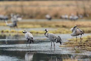 Common crane in a wetland at a stopover site