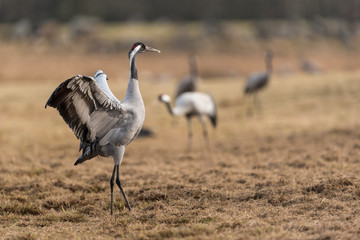 Common crane in a wetland at a stopover site